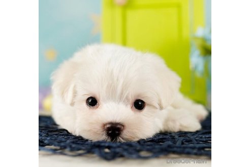 成約済の千葉県のマルチーズ-253778の3枚目