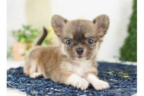 成約済の千葉県のチワワ(ロングコート)-253786の4枚目