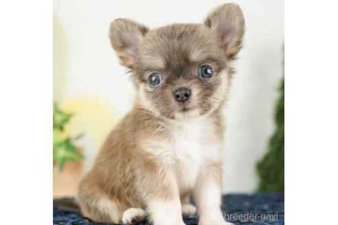 成約済の千葉県のチワワ(ロングコート)-253786の1枚目