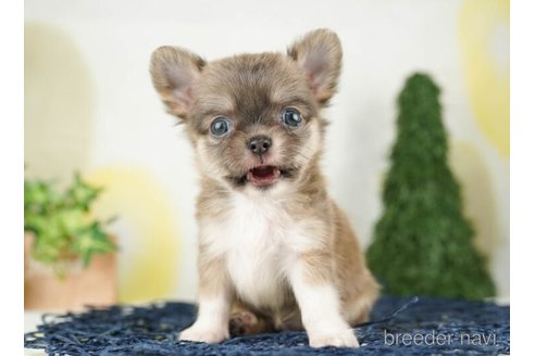 成約済の千葉県のチワワ(ロングコート)-253786の5枚目