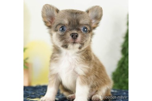 成約済の千葉県のチワワ(ロングコート)-253786の6枚目