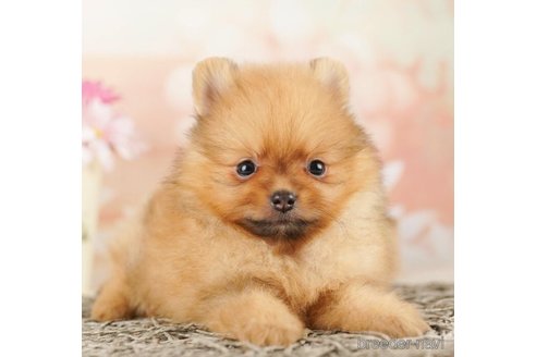 成約済の千葉県のポメラニアン-253790の4枚目