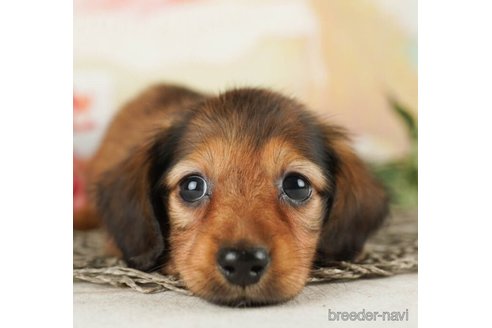 成約済の千葉県のカニンヘンダックスフンド(ロングヘアード)-253794の1枚目