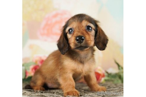 成約済の千葉県のカニンヘンダックスフンド(ロングヘアード)-253794の3枚目