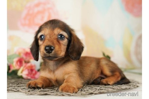 成約済の千葉県のカニンヘンダックスフンド(ロングヘアード)-253794の4枚目