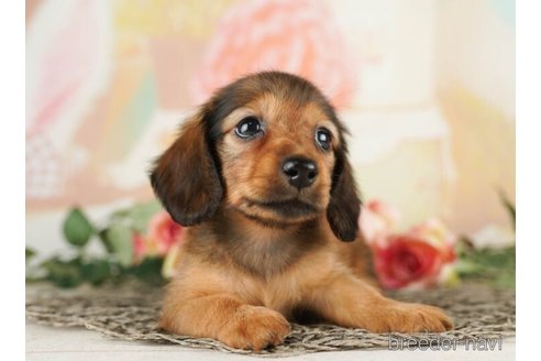 成約済の千葉県のカニンヘンダックスフンド(ロングヘアード)-253794の5枚目