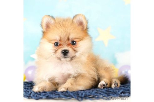 成約済の千葉県のポメラニアン-253799の2枚目