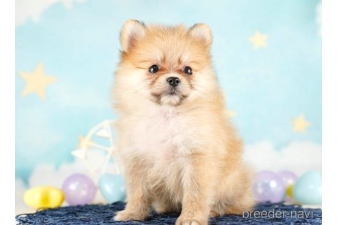 成約済の千葉県のポメラニアン-253799の4枚目