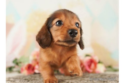 成約済の千葉県のカニンヘンダックスフンド(ロングヘアード)-253802の2枚目