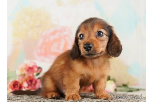 成約済の千葉県のカニンヘンダックスフンド(ロングヘアード)-253802の3枚目