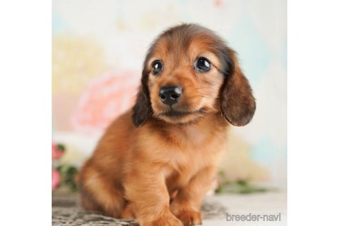 成約済の千葉県のカニンヘンダックスフンド(ロングヘアード)-253802の4枚目