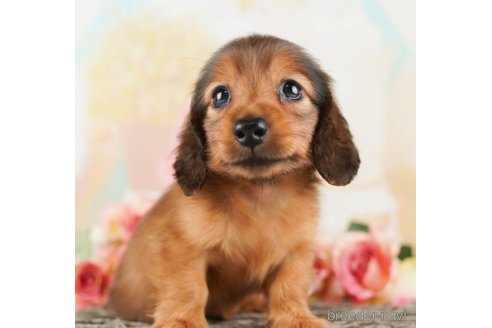 成約済の千葉県のカニンヘンダックスフンド(ロングヘアード)-253802