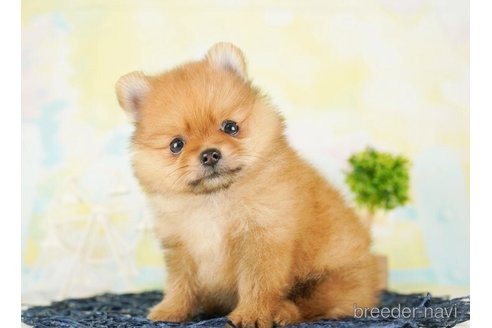 成約済の千葉県のポメラニアン-253805の4枚目