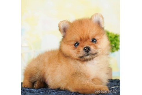 成約済の千葉県のポメラニアン-253805の5枚目