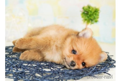 成約済の千葉県のポメラニアン-253805