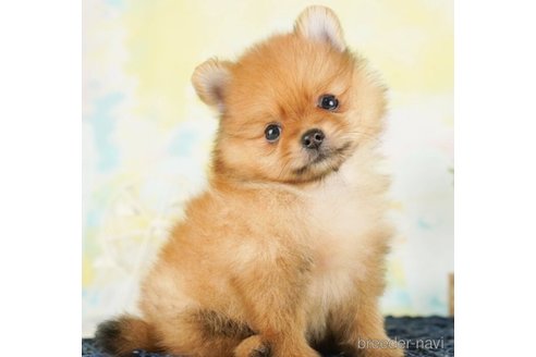 成約済の千葉県のポメラニアン-253805の2枚目