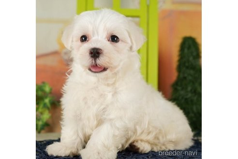 成約済の千葉県のマルチーズ-253808