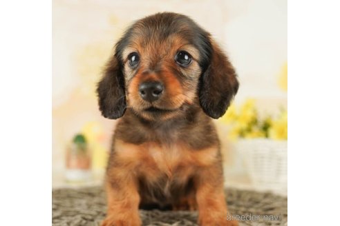 成約済の千葉県のカニンヘンダックスフンド(ロングヘアード)-253813の3枚目