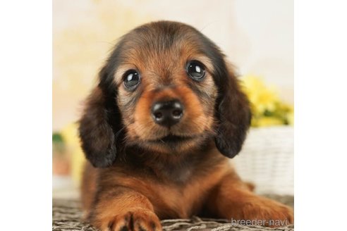 成約済の千葉県のカニンヘンダックスフンド(ロングヘアード)-253813