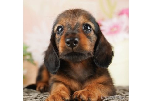 成約済の千葉県のカニンヘンダックスフンド(ロングヘアード)-253815
