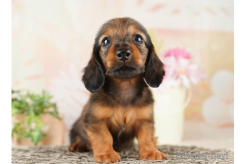 成約済の千葉県のカニンヘンダックスフンド(ロングヘアード)-253815の5枚目