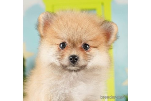 成約済の千葉県のポメラニアン-253818の3枚目