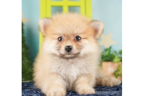 成約済の千葉県のポメラニアン-253818