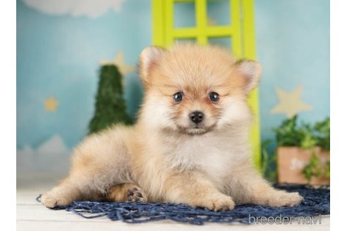 成約済の千葉県のポメラニアン-253818の4枚目