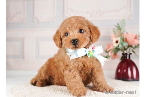 成約済の神奈川県のトイプードル-253855の3枚目