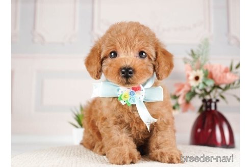 成約済の神奈川県のトイプードル-253855の4枚目