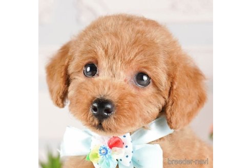 成約済の神奈川県のトイプードル-253855の1枚目