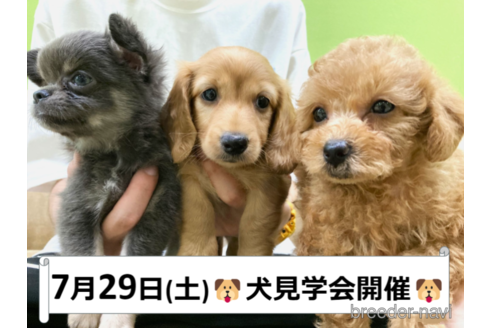 成約済の神奈川県のトイプードル-253855の2枚目