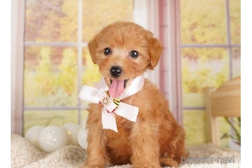 成約済の神奈川県のトイプードル-253856の4枚目