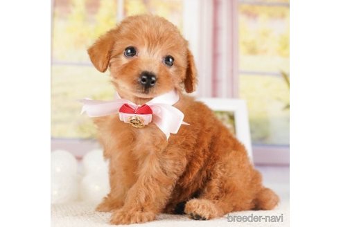 成約済の神奈川県のトイプードル-253856の5枚目