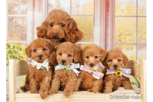 成約済の神奈川県のトイプードル-253856の6枚目