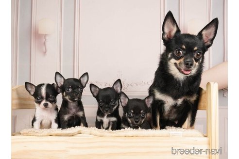 成約済の神奈川県のチワワ(ロングコート)-253859の5枚目