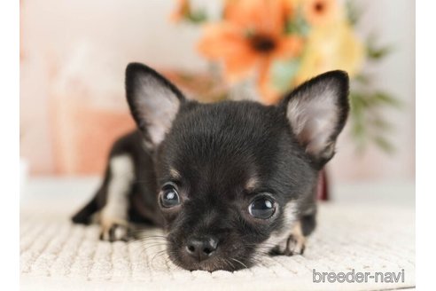 成約済の神奈川県のチワワ(ロングコート)-253859の4枚目