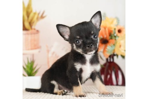 成約済の神奈川県のチワワ(ロングコート)-253859