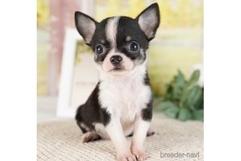 成約済の神奈川県のチワワ(ロングコート)-253861の4枚目