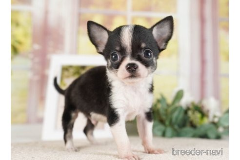 成約済の神奈川県のチワワ(ロングコート)-253861の5枚目