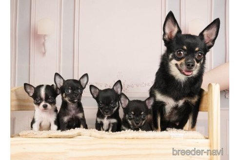 成約済の神奈川県のチワワ(ロングコート)-253861の6枚目