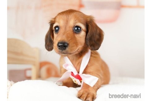 成約済の神奈川県のミニチュアダックスフンド(ロングヘアード)-253863の3枚目