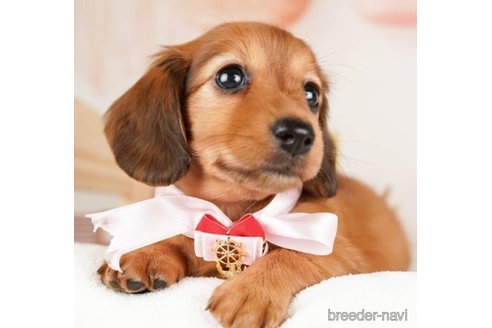 成約済の神奈川県のミニチュアダックスフンド(ロングヘアード)-253863の5枚目