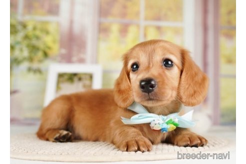 成約済の神奈川県のミニチュアダックスフンド(ロングヘアード)-253865の2枚目