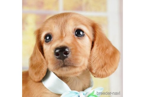 成約済の神奈川県のミニチュアダックスフンド(ロングヘアード)-253865の1枚目