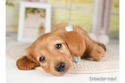 成約済の神奈川県のミニチュアダックスフンド(ロングヘアード)-253865の3枚目