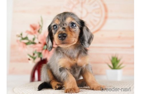 成約済の神奈川県のカニンヘンダックスフンド(ロングヘアード)-253869の2枚目