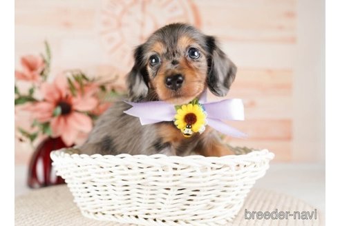 成約済の神奈川県のカニンヘンダックスフンド(ロングヘアード)-253869の3枚目