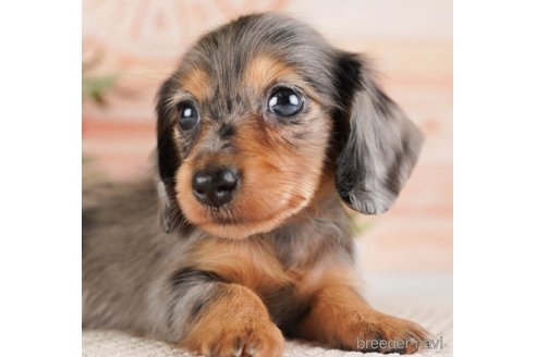 成約済の神奈川県のカニンヘンダックスフンド(ロングヘアード)-253869の1枚目