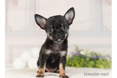 成約済の神奈川県のチワワ(ロングコート)-253875の4枚目